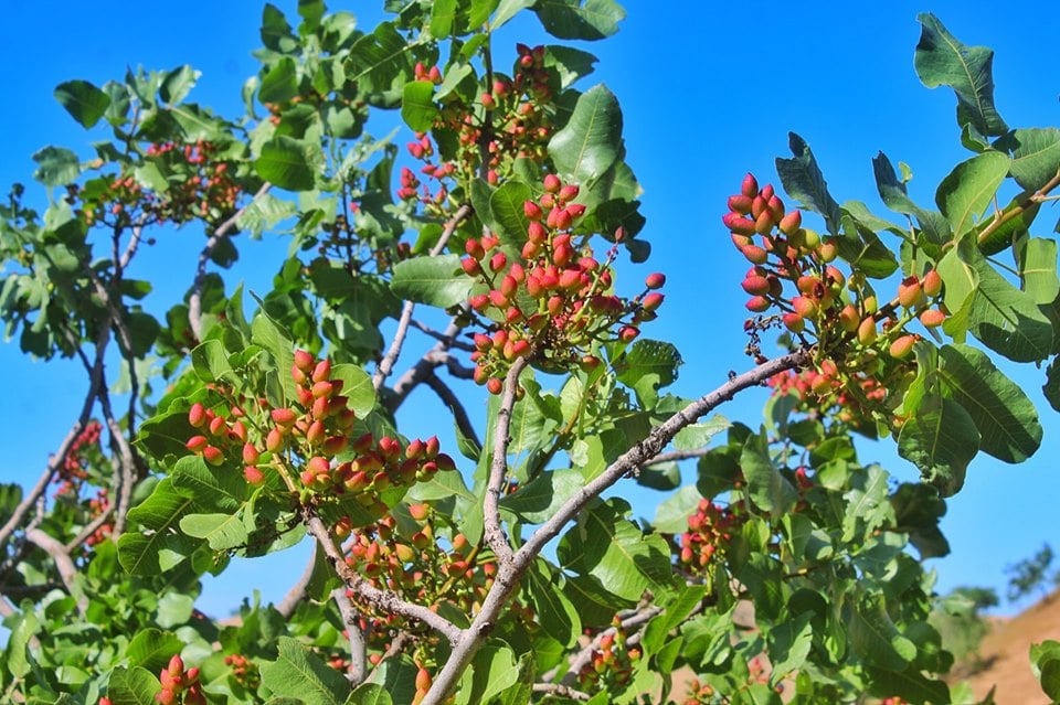 کاهش تولیدات پسته در بادغیس و نگرانی کشاورزان