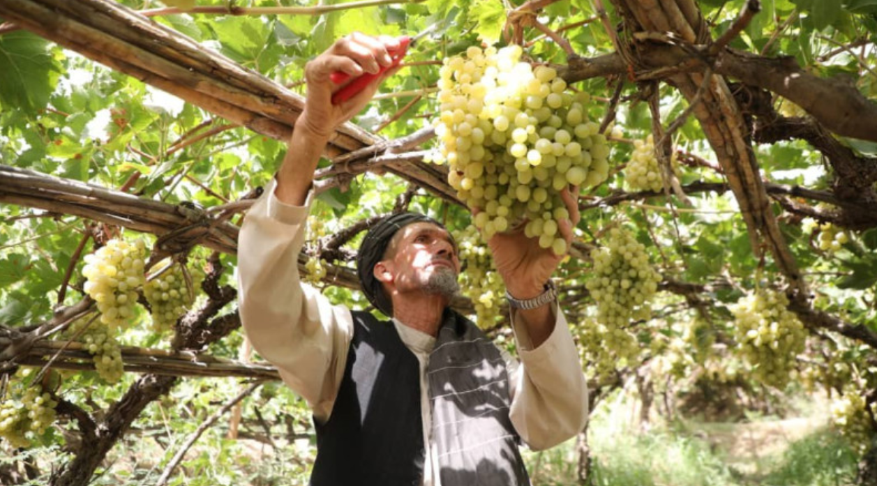 کاهش ۱۴ درصدی حاصلات انگور در سمنگان