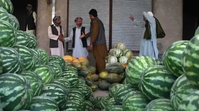 برداشت بیش از یک میلیون متریک تُن تربوز در افغانستان 