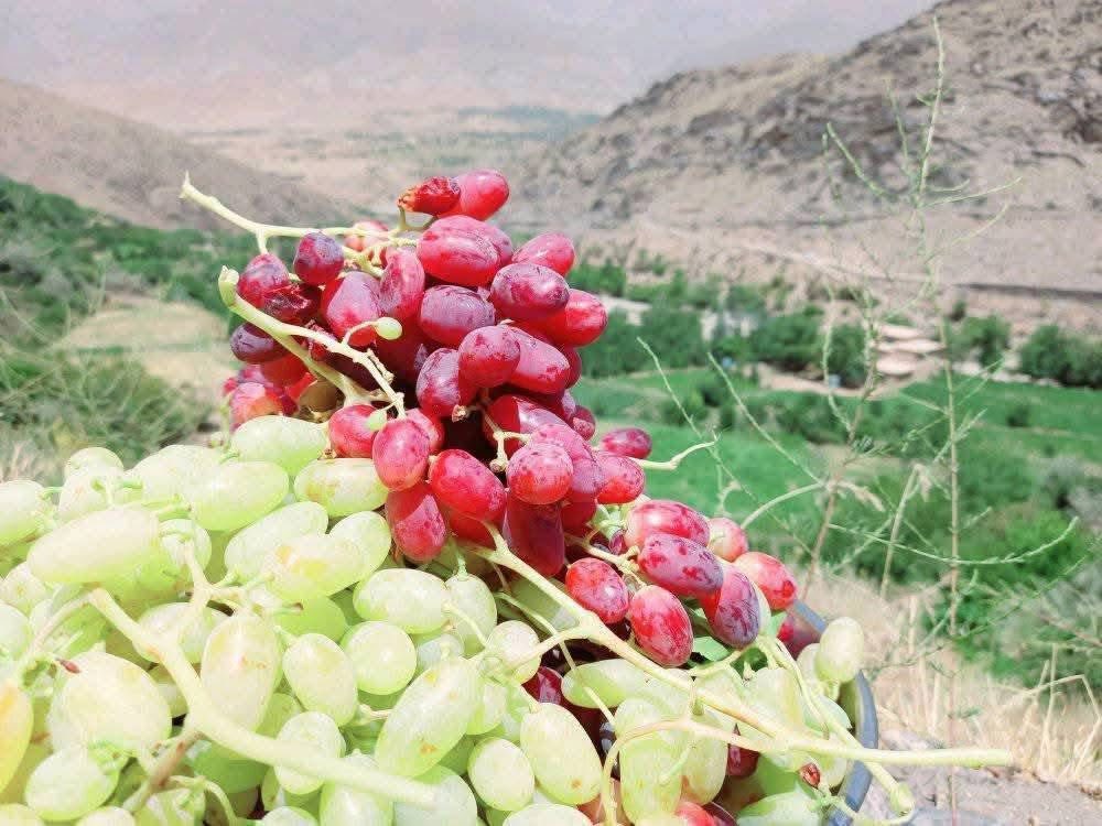 افزایش ۱۳ درصدی حاصلات انگور در پنج‌شیر