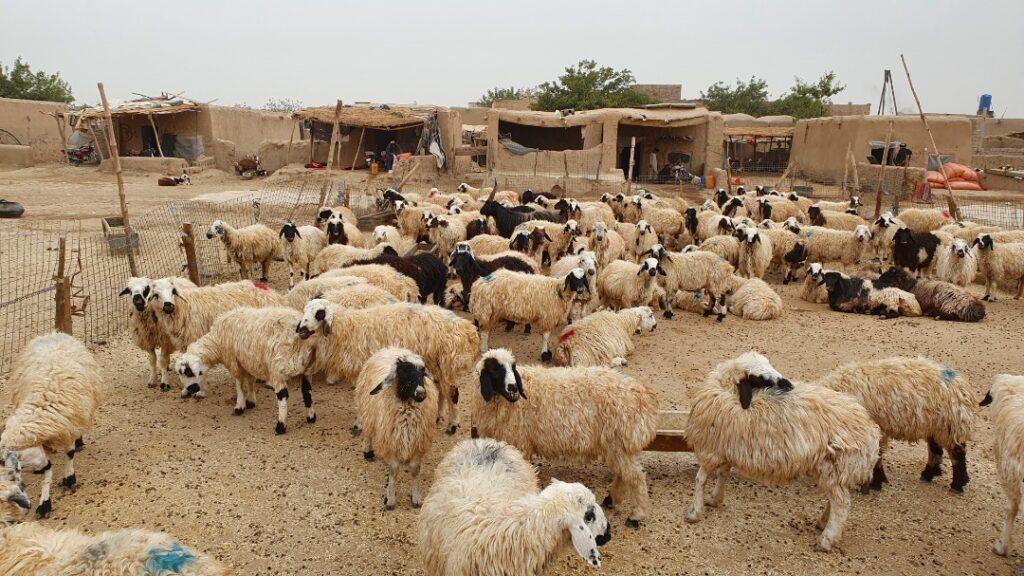 مرض طاعون ۲۱ میلیون «مواشی» را در افغانستان تهدید می‌کند