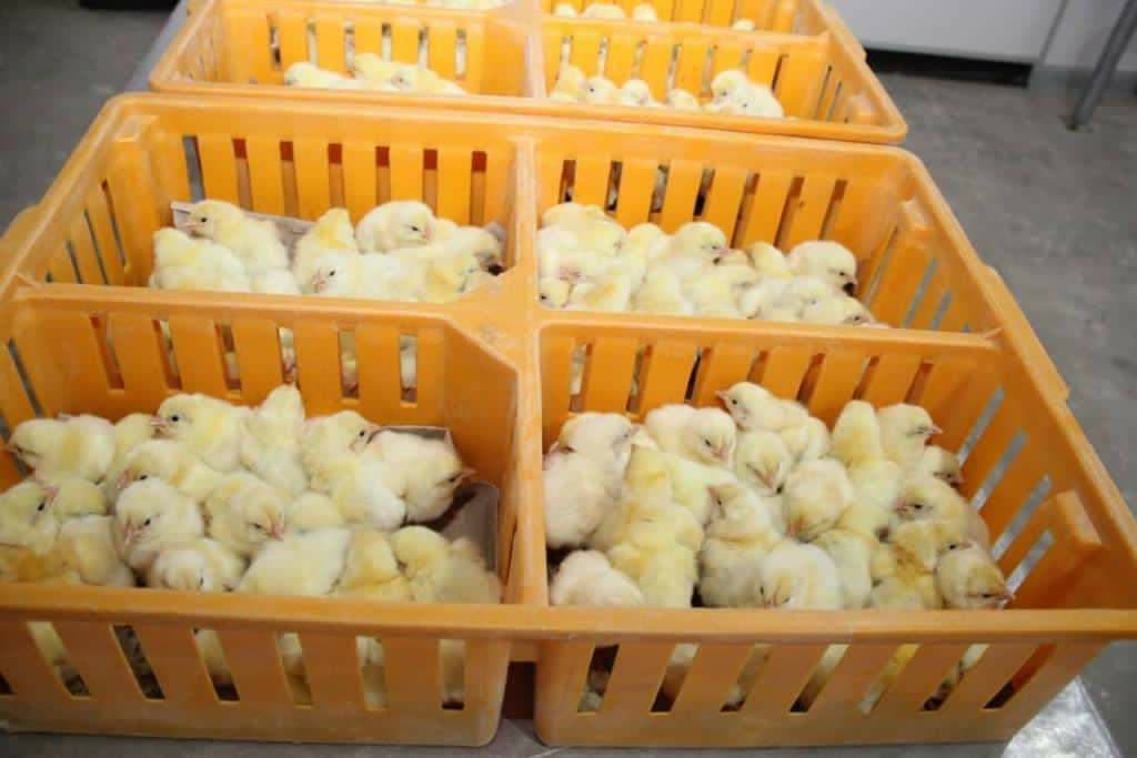 صادرات چوچه‌مرغ از ایران به افغانستان آغاز شد