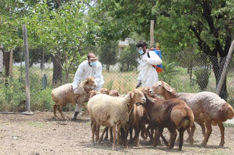 سازمان بهداشت جهان: ۲۱ نفر در یک ماه بر اثر تب کانگو جان باخته‌اند 