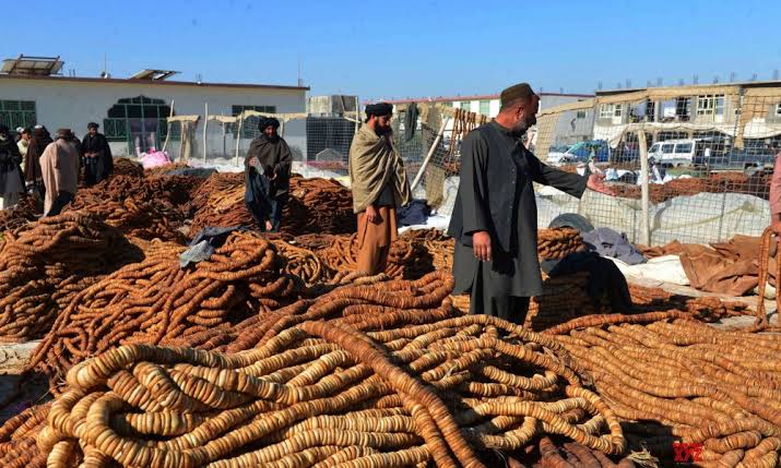 بستهبودن راههای صادراتی، باغداران افغانستان را با چالش روبهرو کرده است