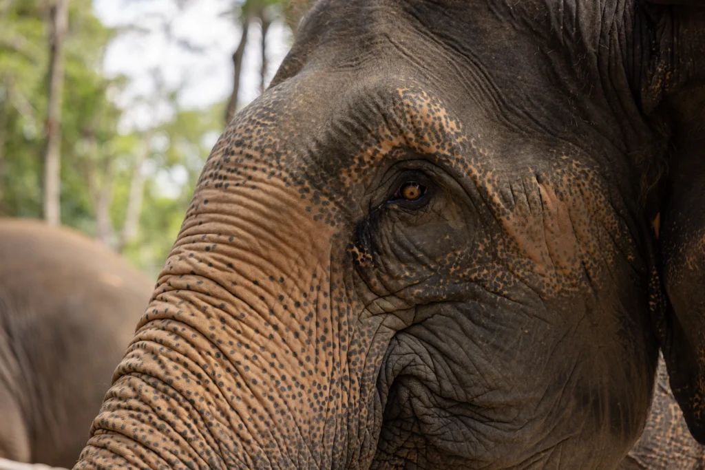 Заповедник слонов — Elephant Conservation Phuket
