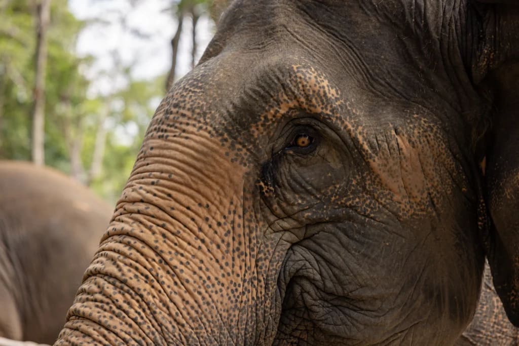 Elephant Conservation Phuket — Gentle Giants