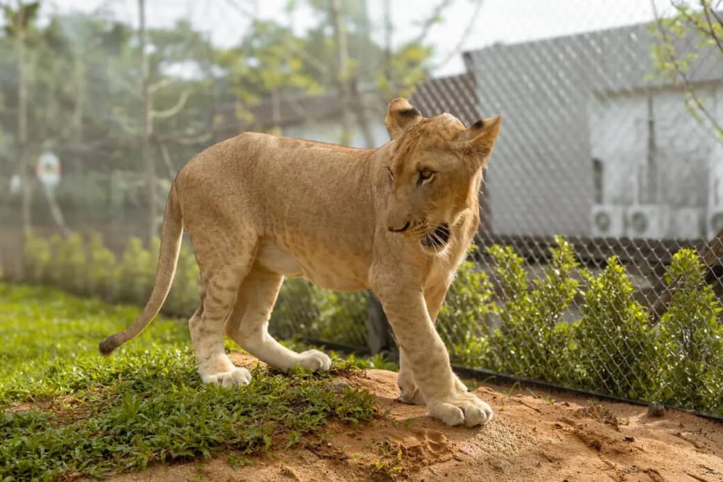 Lion Land Phuket — взаимодействие со львами