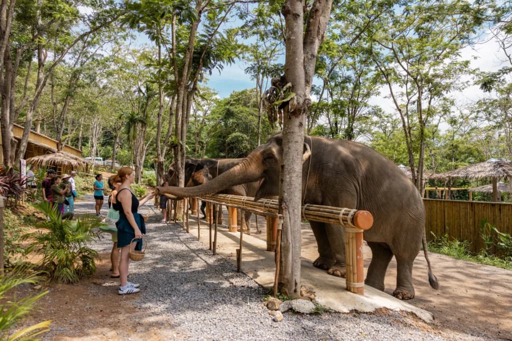 Elephant Conservation Phuket — Gentle Giants