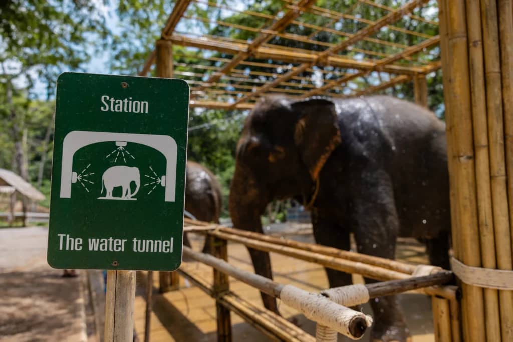 Elephant Conservation Phuket — Gentle Giants
