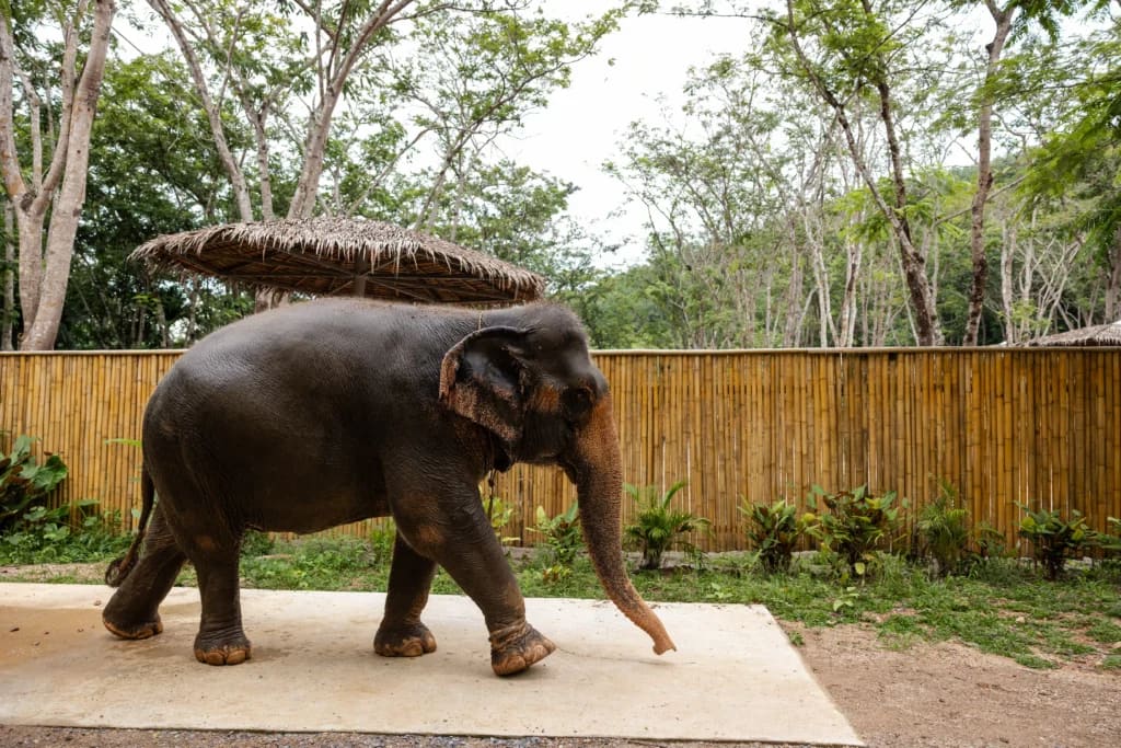 Elephant Conservation Phuket — Gentle Giants