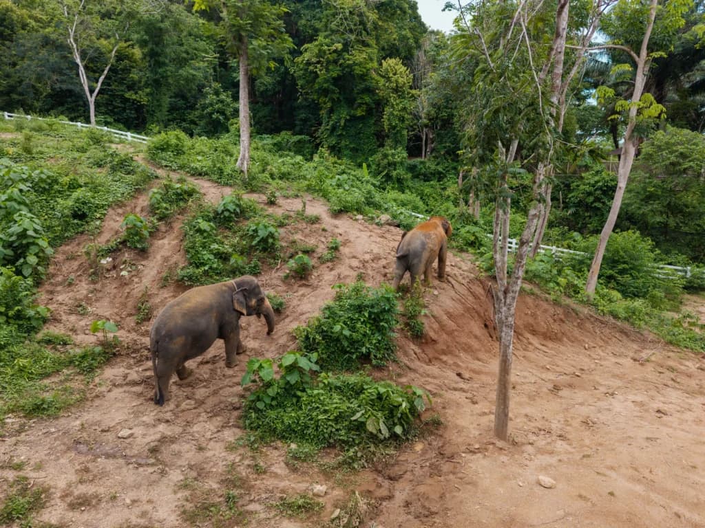 Elephant Conservation Phuket — Gentle Giants