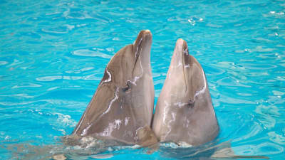 Шоу дельфинов Dolphins Bay — Пхукет