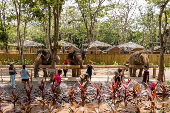 Elephant Conservation Phuket — Gentle Giants