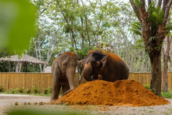 Elephant Conservation Phuket — Gentle Giants