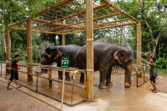 Elephant Conservation Phuket — Gentle Giants