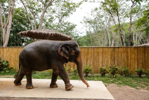Elephant Conservation Phuket — Gentle Giants