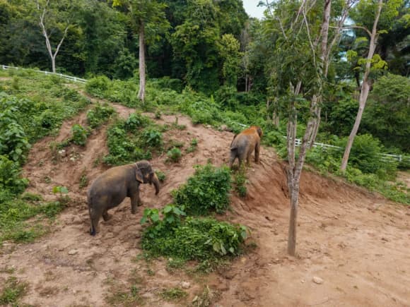 Elephant Conservation Phuket — Gentle Giants