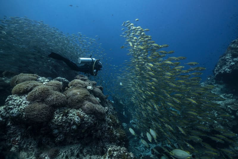 Joy Dive — дайвинг и снорклинг Пхукет