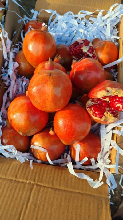Anar