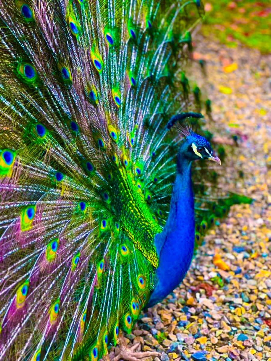 Birds