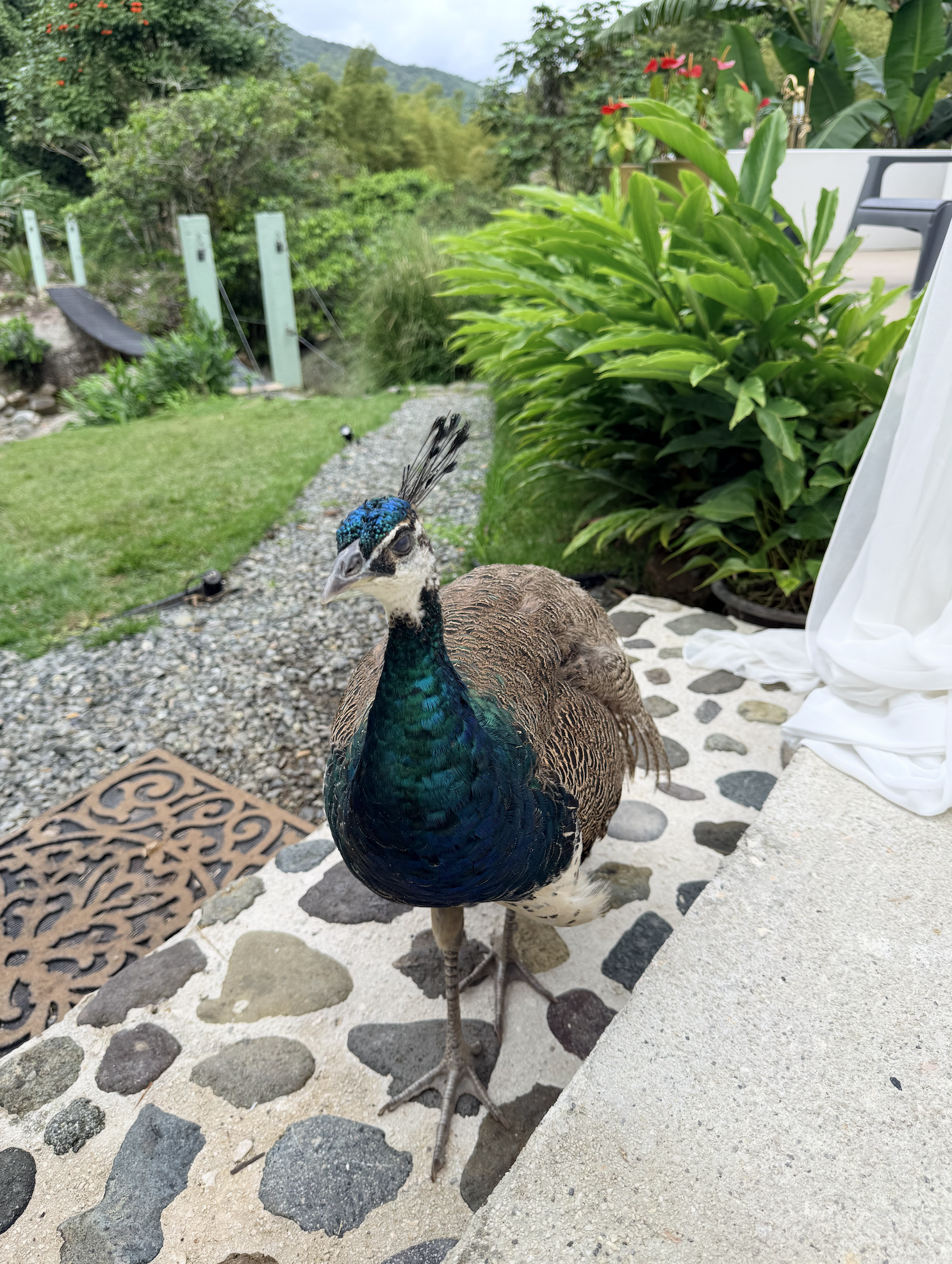 Lucky the Peacock