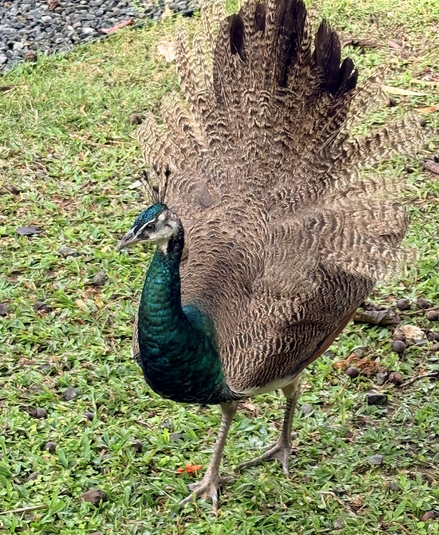 Lucky the Peacock