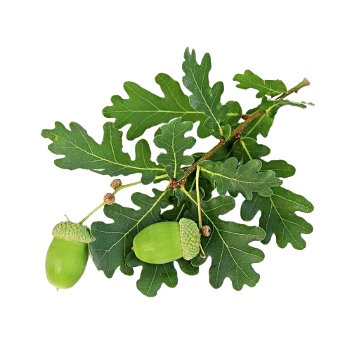 great oaks of acorn
