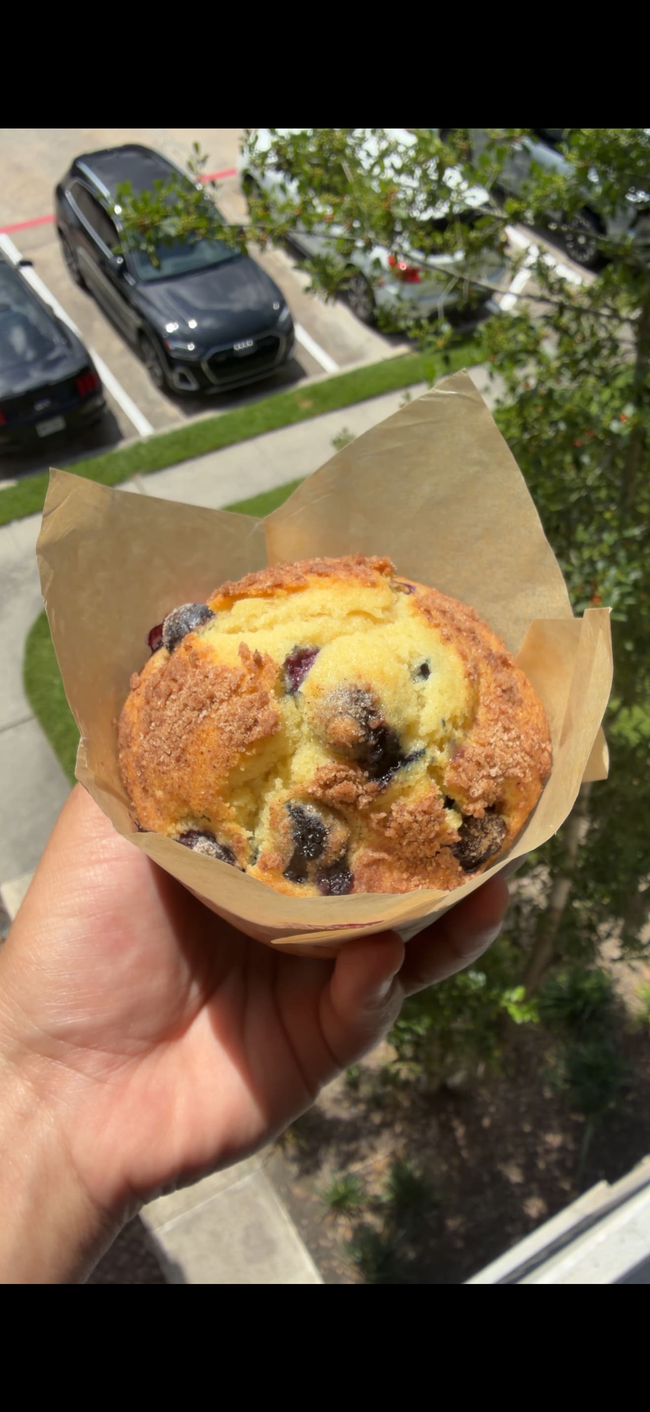 Jumbo blueberry muffins product photo