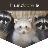 Raccoon Banner w Logo