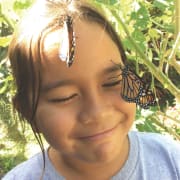 Butterflies Butterflies