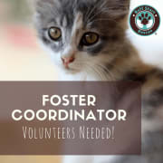 Foster Coordinator Foster Coordinator