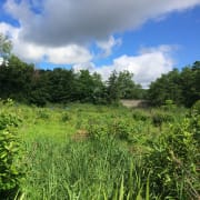 Marsh summer sky