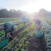 Salad mix harvesting