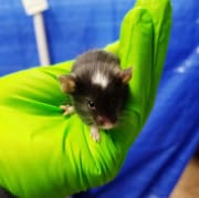 baby mouse in hand baby mouse in hand