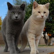 Community Cats