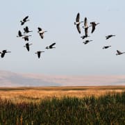 Birds Flying