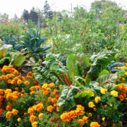 Garden produce