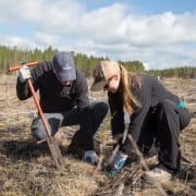 Volunteers planting Atlantic white cedar trees