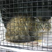 Cat in a Trap Cat in a Trap