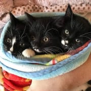 Three Kittens Three Kittens