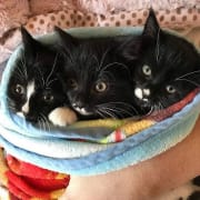 Three Kittens