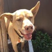 BFLA Dog - Hugo BFLA Dog - Hugo