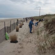 Volunteers restoring sand dunes.