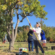 Pear Harvest