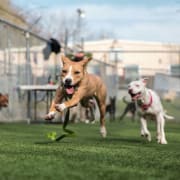 Play Groups Play Groups