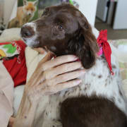 Pet therapy photo Pet therapy photo