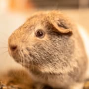 Guinea Pig Guinea Pig