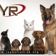 UI/UX Design for Animal Shelter Software, To Your Rescue: TO YOUR RESCUE | VolunteerMatch UI/UX Design for Animal Shelter Software, To Your Rescue: TO YOUR RESCUE | VolunteerMatch