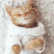 Kitty Kitty