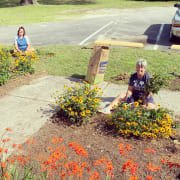 Weeding Rudbeckia Weeding Rudbeckia
